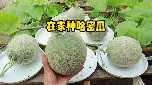 家里吃哈密瓜图片,哈密瓜的甘甜诱惑