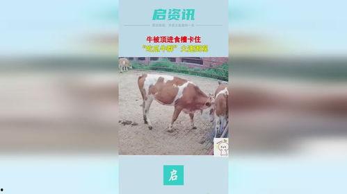 牛吃瓜看热闹,揭秘农村生活的趣味瞬间