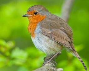 知更鸟吃瓜,一场生态与自然的和谐交响