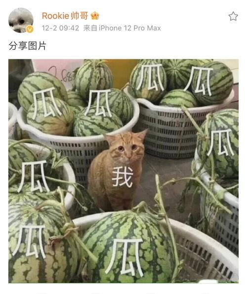 吃瓜图文怎么发