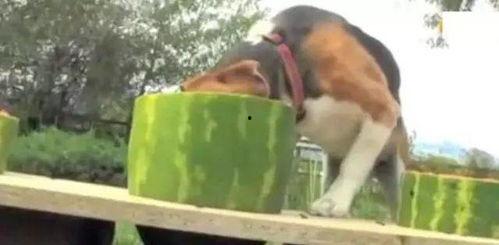 狗狗吃瓜比赛视频