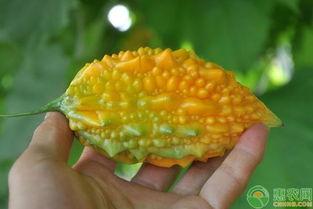 中国黄金吃瓜,吃瓜群众眼中的璀璨传奇