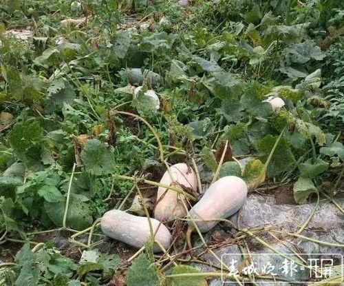 云南国防吃瓜,吃瓜群众眼中的军营生活