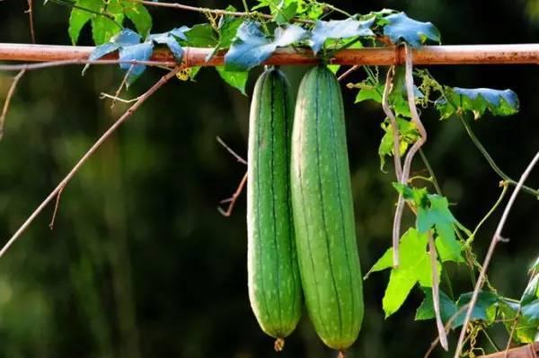 吃秋瓜说说,品味秋季养生之道