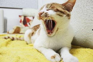 怎么防止猫吃瓜