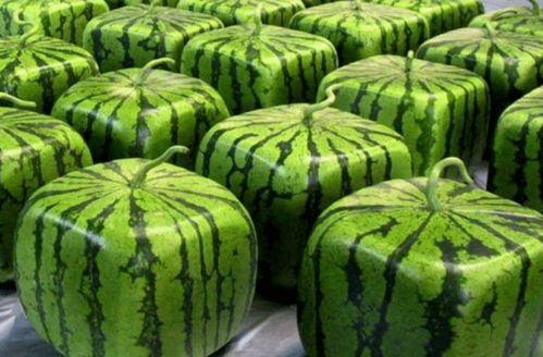 华夏航空吃瓜,揭秘航班延误背后的真相与反思