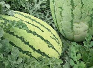 大花蕾瓜怎么吃,解锁美味新体验