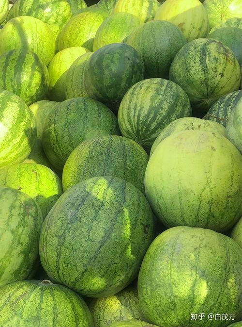 晚上吃籽瓜,养生新风尚