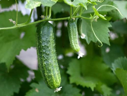 吃瓜群推荐最新,跟随吃瓜群探寻最新潮流美食之旅