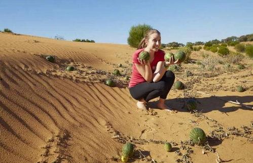 沙漠里吃瓜的小说,逐梦荒漠的甜蜜冒险