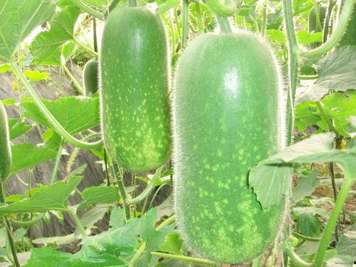 大瓜吃头小瓜吃尾,揭秘瓜类美食的独特魅力