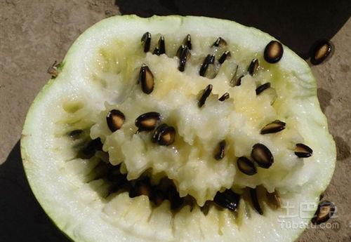 孕妇可以吃隔夜籽瓜,安全享用隔夜籽瓜的秘诀