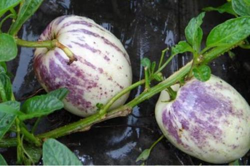 多囊可以吃土瓜,天然食疗新选择