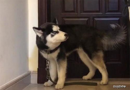 哈士奇路过吃瓜,竟成吃瓜群众，萌态十足引网友热议