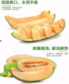 狗吃蜜瓜好吗,健康美味两不误？