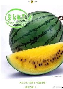 美到极致的吃瓜,探寻美到极致的吃瓜之旅