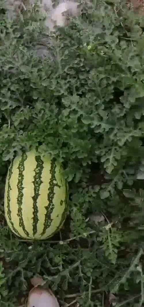 吃瓜基地4,一场视觉与味蕾的双重盛宴