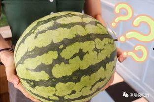 漳州 吃瓜,探寻美食之源，品味“吃瓜”文化