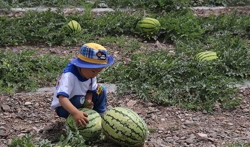 吃瓜的路上,探寻“吃瓜”背后的文化现象与社会解读