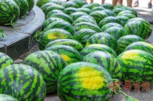 西南大学情侣吃瓜