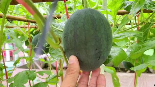 炸吃瓜,夏日消暑美食新宠